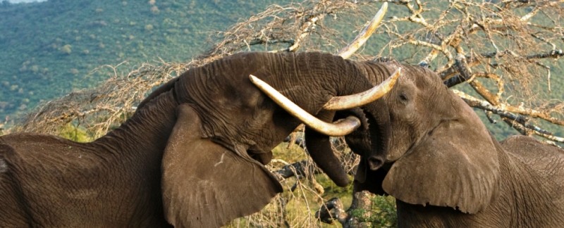Tanzania_Elephants