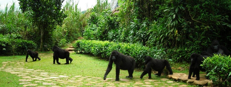 uganda-gorilla-family